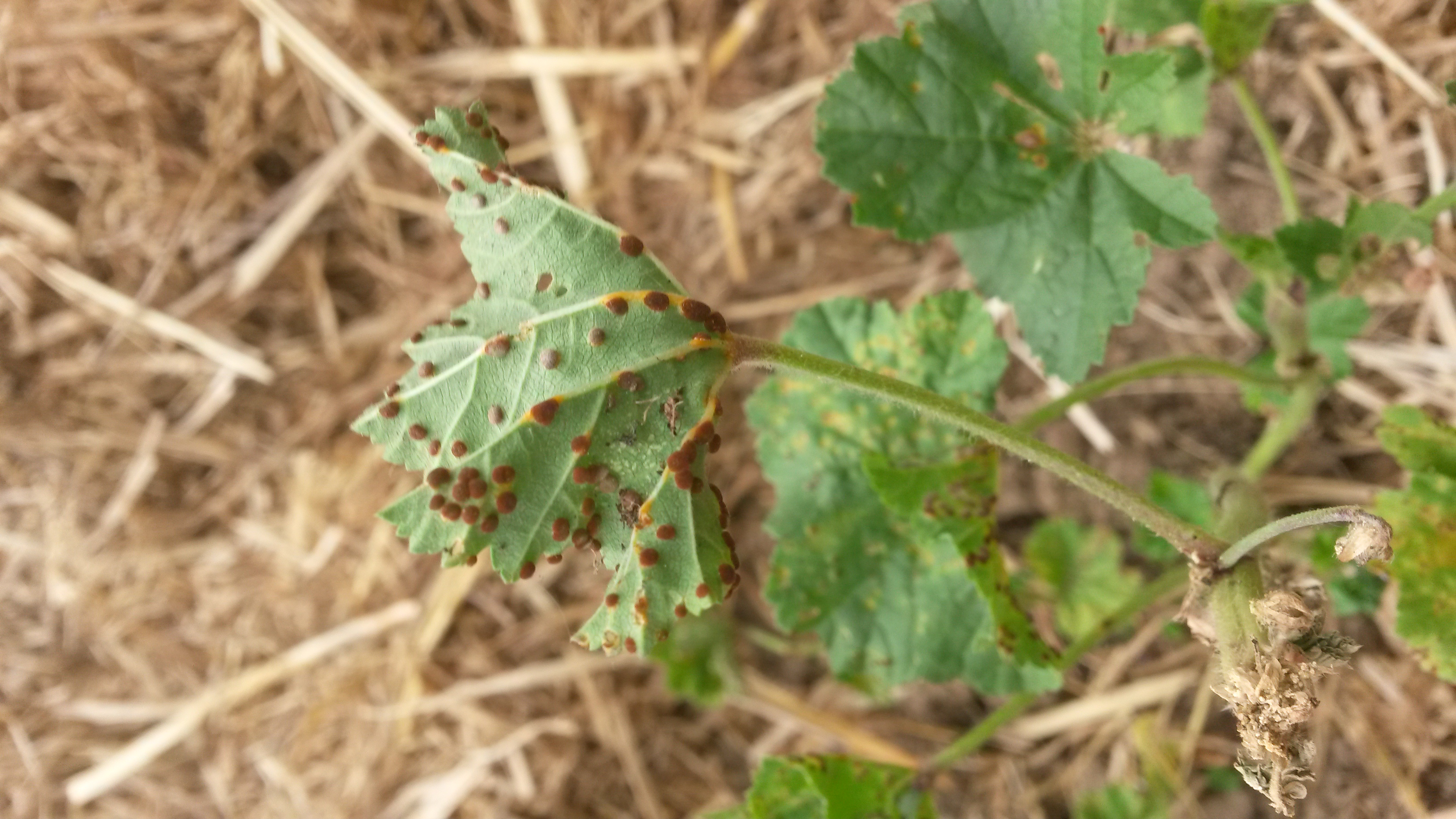 Hortiquid | Tâches sur des feuilles de mauve sylvestre